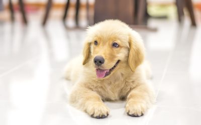 Choosing the Right Dog Boarding Kennels in Bowie